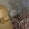 ハムスター0308