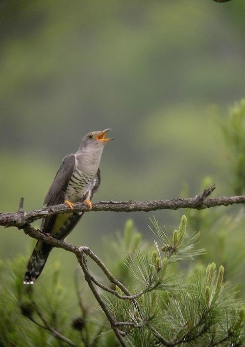 第972回 夏鳥のホトトギス 4回目 翆野 大地 Note
