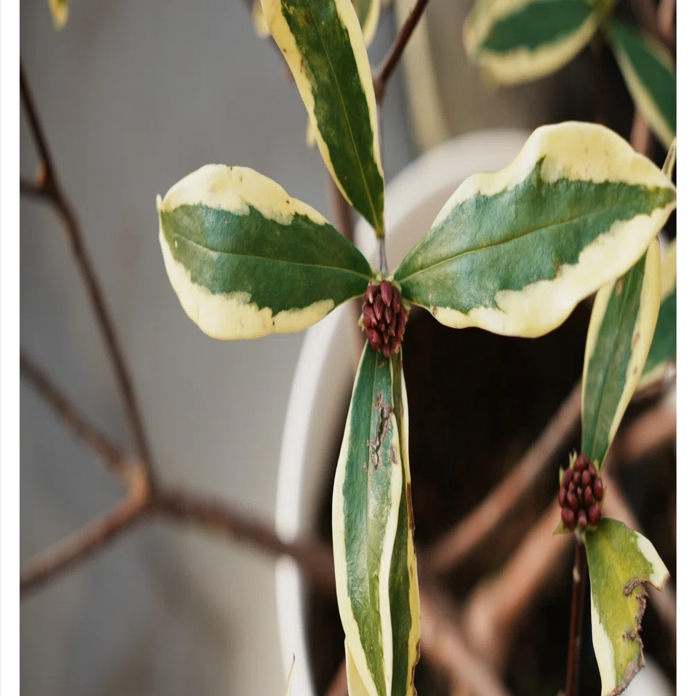 キキ様　確認画面　沈丁花　2芽つき　１苗　膨らんだ蕾付き キキ様 確認画面 沈丁花 2芽つき 1苗 膨らんだ蕾付き 黄色くなった
