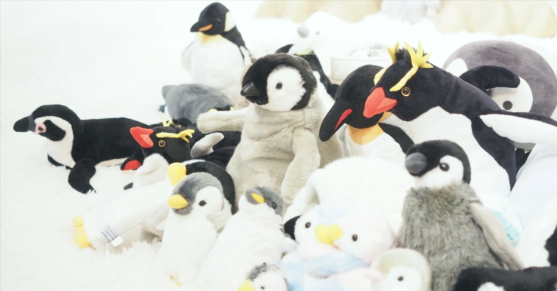 ペンギン展レポート｜SLEEPY SHEEP