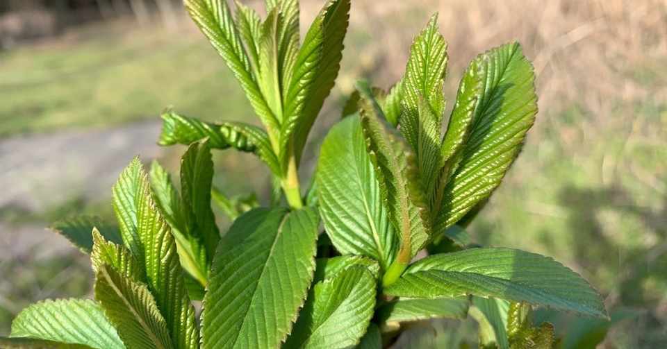 植物観察 Vol 33 リョウブ Coup クゥ Note