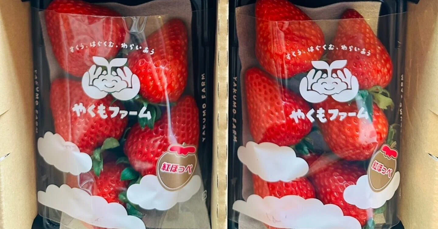 いちごいちえ様ダブルボンゴ Remoヘッド、スタンド付き 🍓 一般販売開始のお知らせ 🍓｜やくもファーム公式