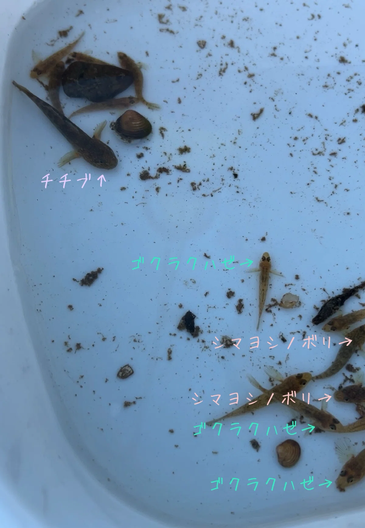 1/8 ヨシノボリの同定、悩むゴビよ｜ころすけ