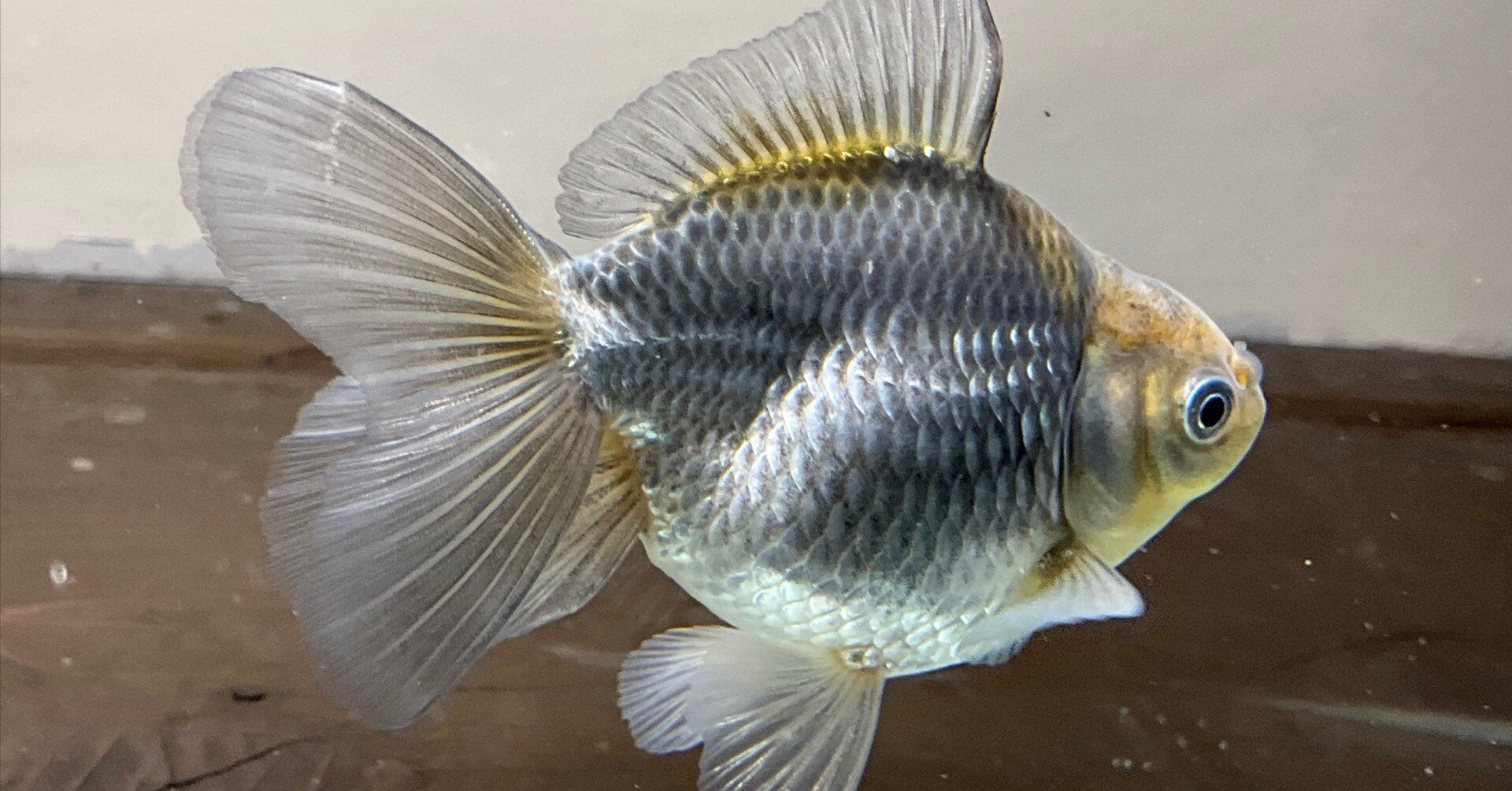 金魚と四季｜SAMURAI FARM