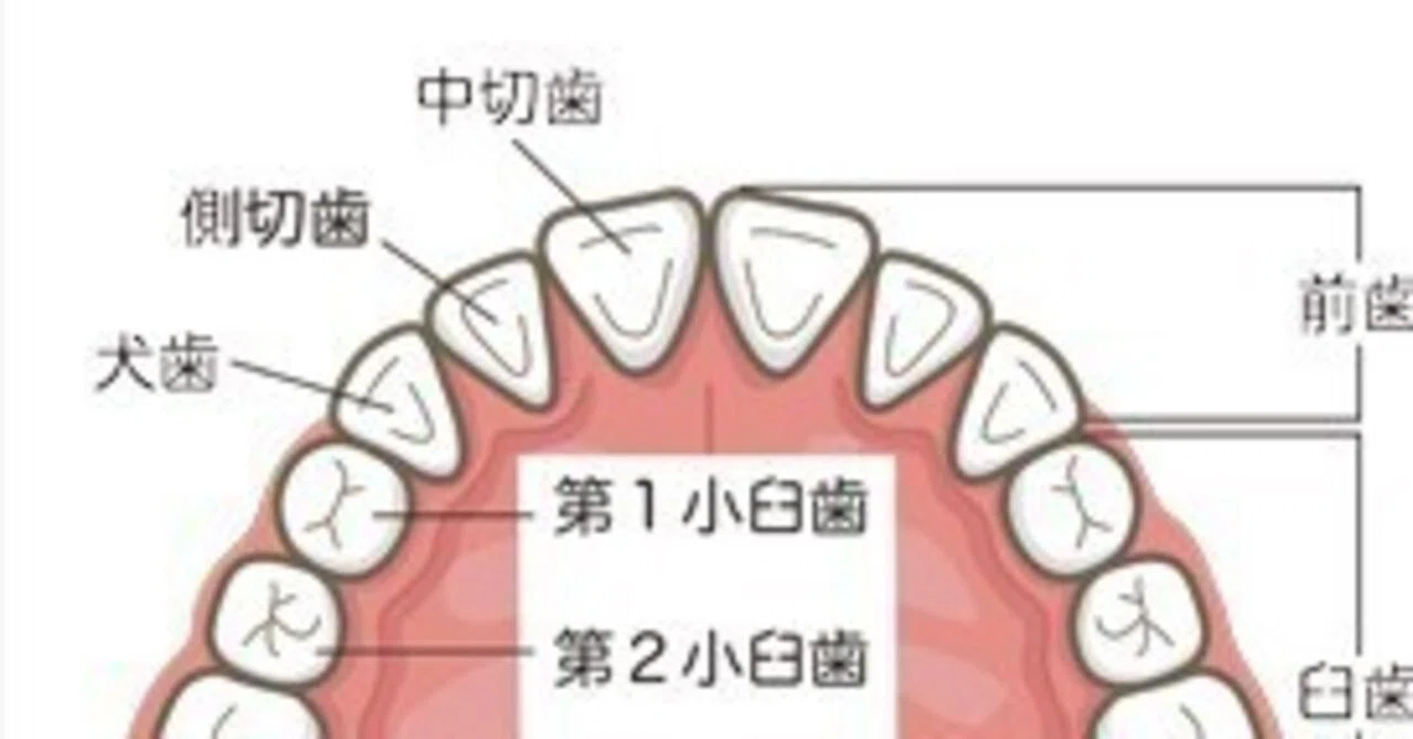 歯 下　小臼歯 第一小臼歯を抜く｜keiko