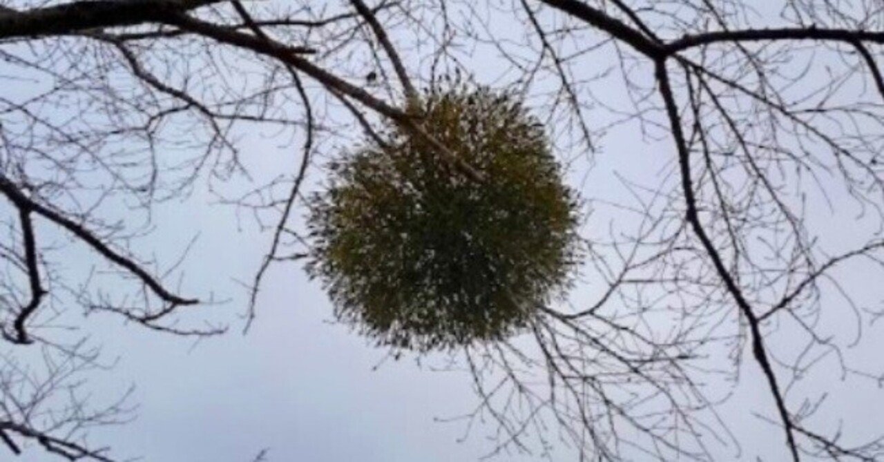 ヤドリギno.89 ヤドリギno.89 親木付き - その他観葉植物オンライン ショップ