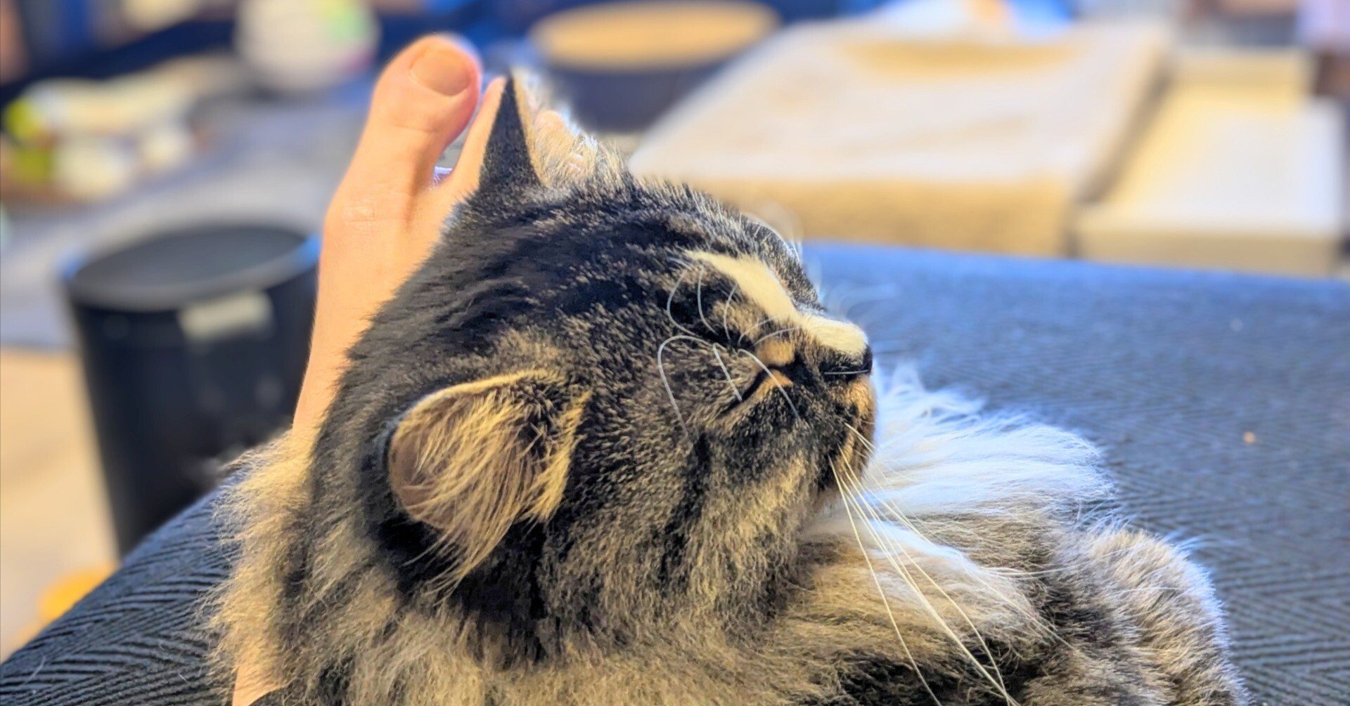 もうすぐ10ヶ月の猫、めちゃくちゃ寝る｜low