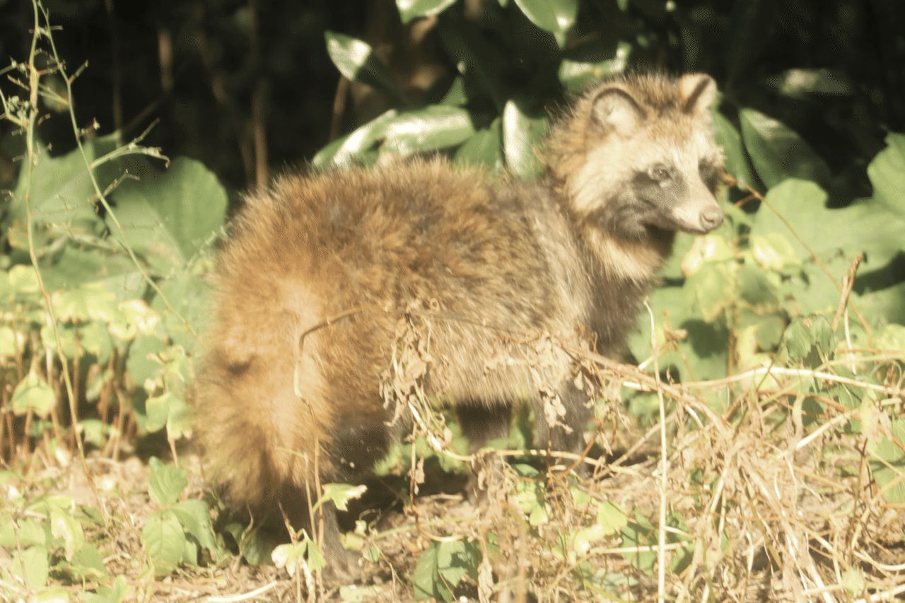 解説】捨て狸｜鳥山久遠