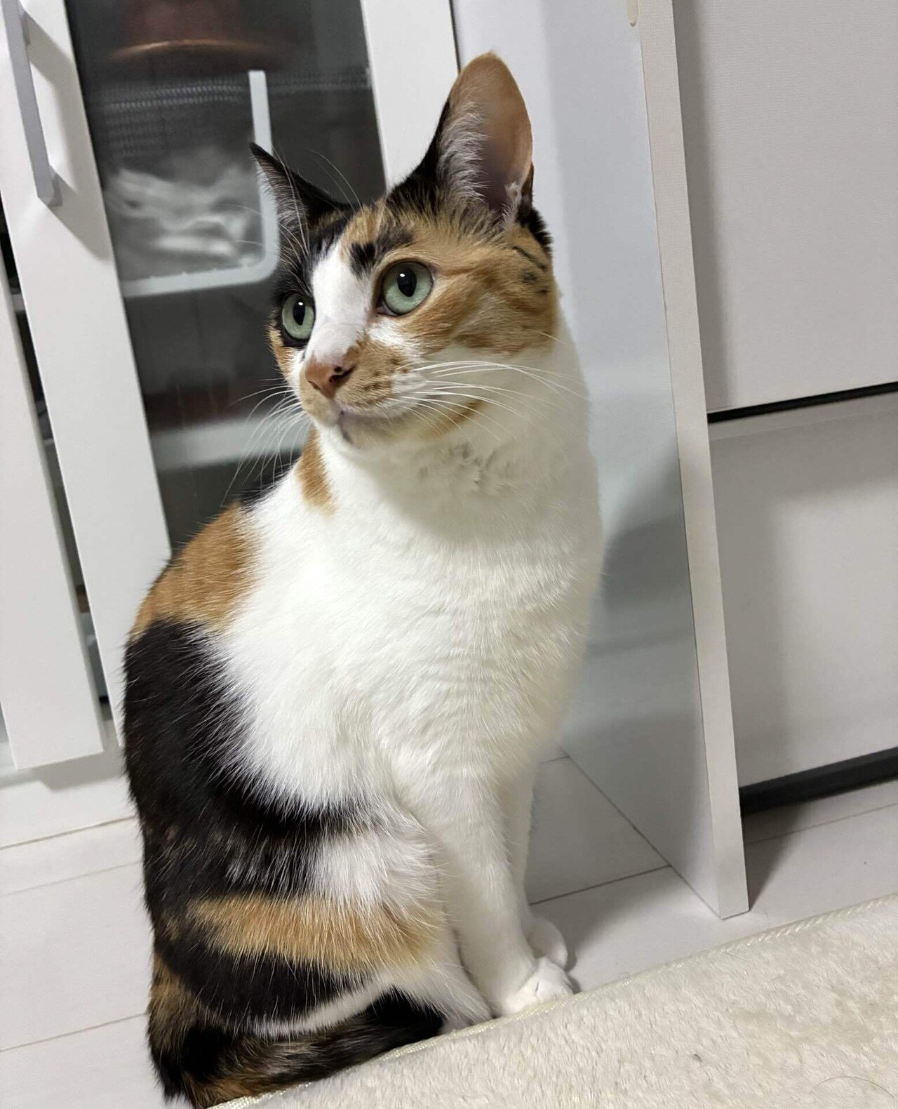 1/7今日の猫｜Necosmic