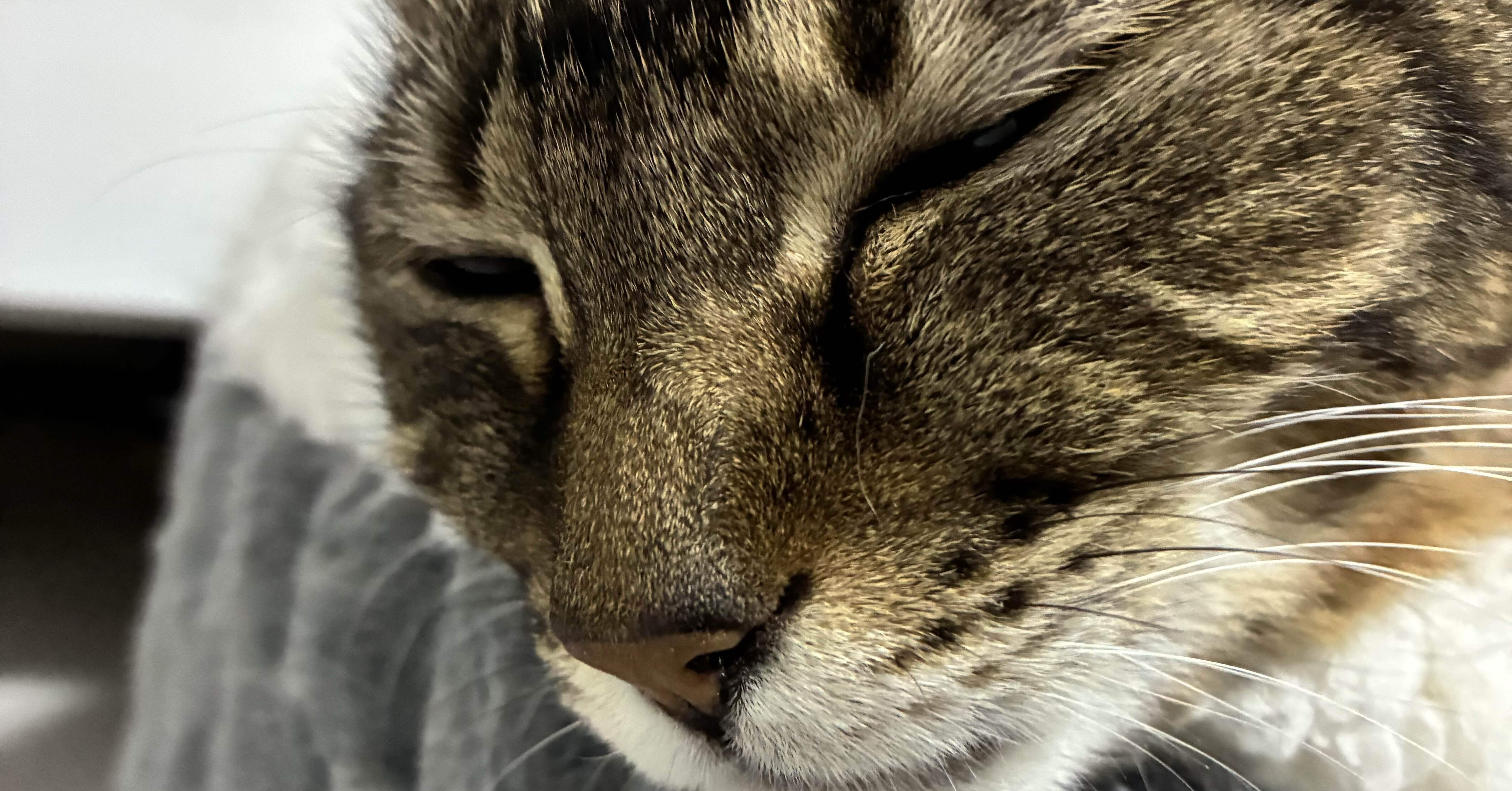 1/7今日の猫｜Necosmic