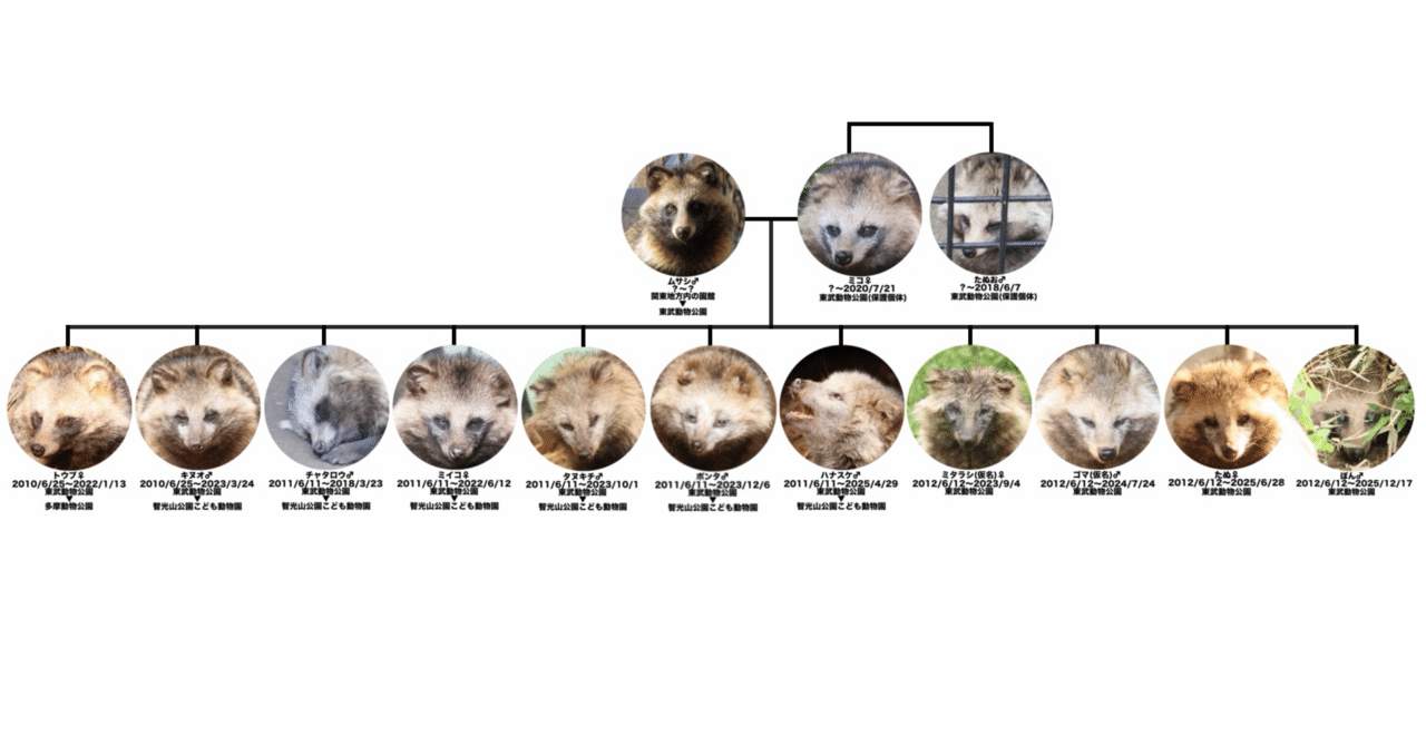 解説】捨て狸｜鳥山久遠