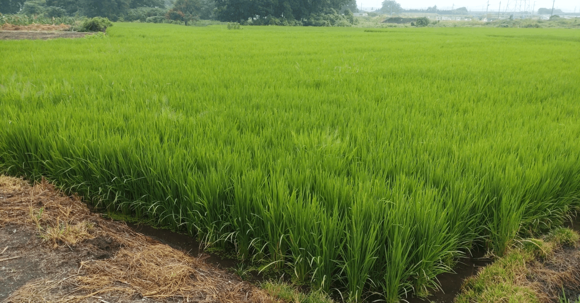 うまい米田んぼ屋（ご迷惑お掛けしました） hqdefault.jpg