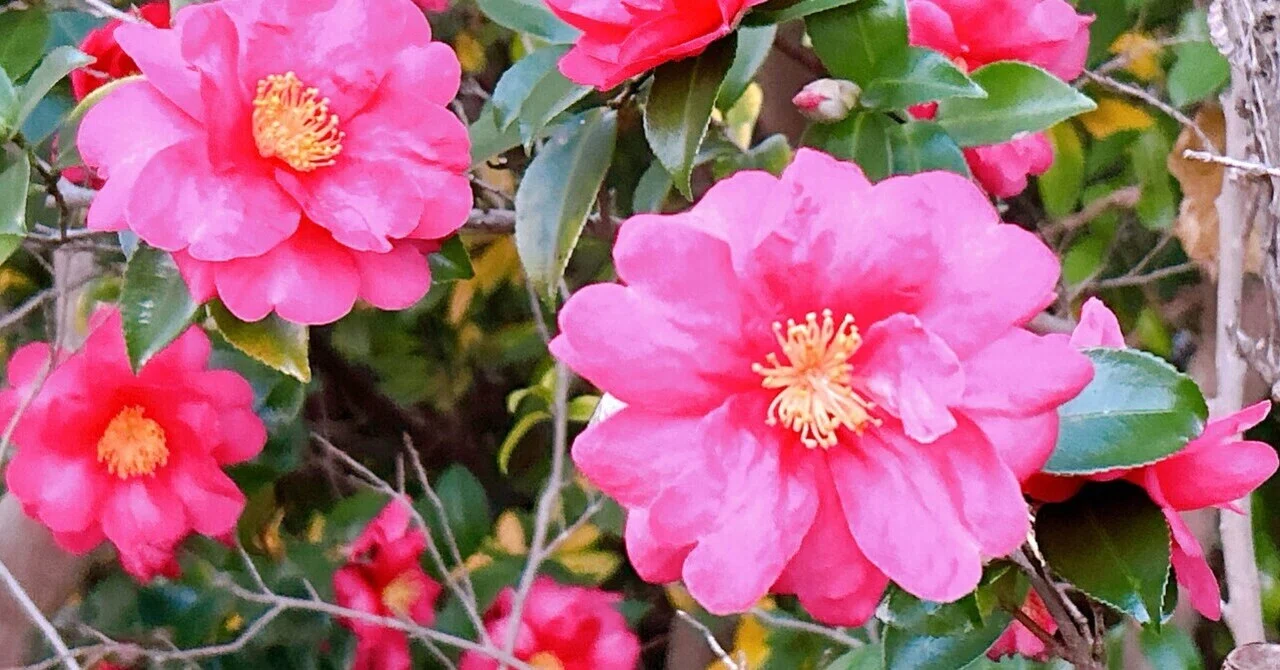 もくよう 花のあさ。|朔太