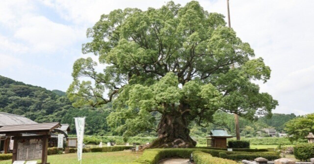 0616 日本第5位の太さ・樹齢3000年の風格「川古の大楠」（佐賀県