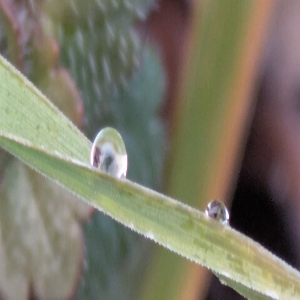 水滴 今朝の水滴②｜ichiro70