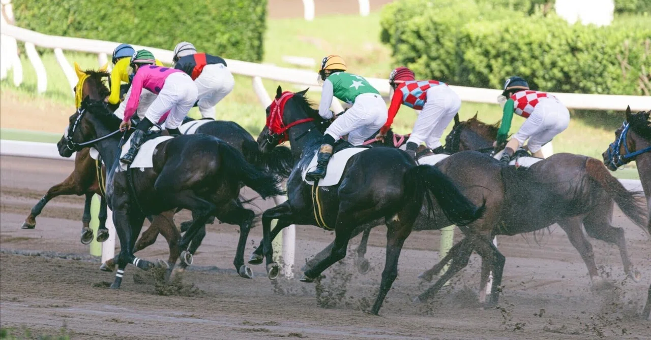 I intend to look at horse racing by considering the competition.｜真・弱者男性