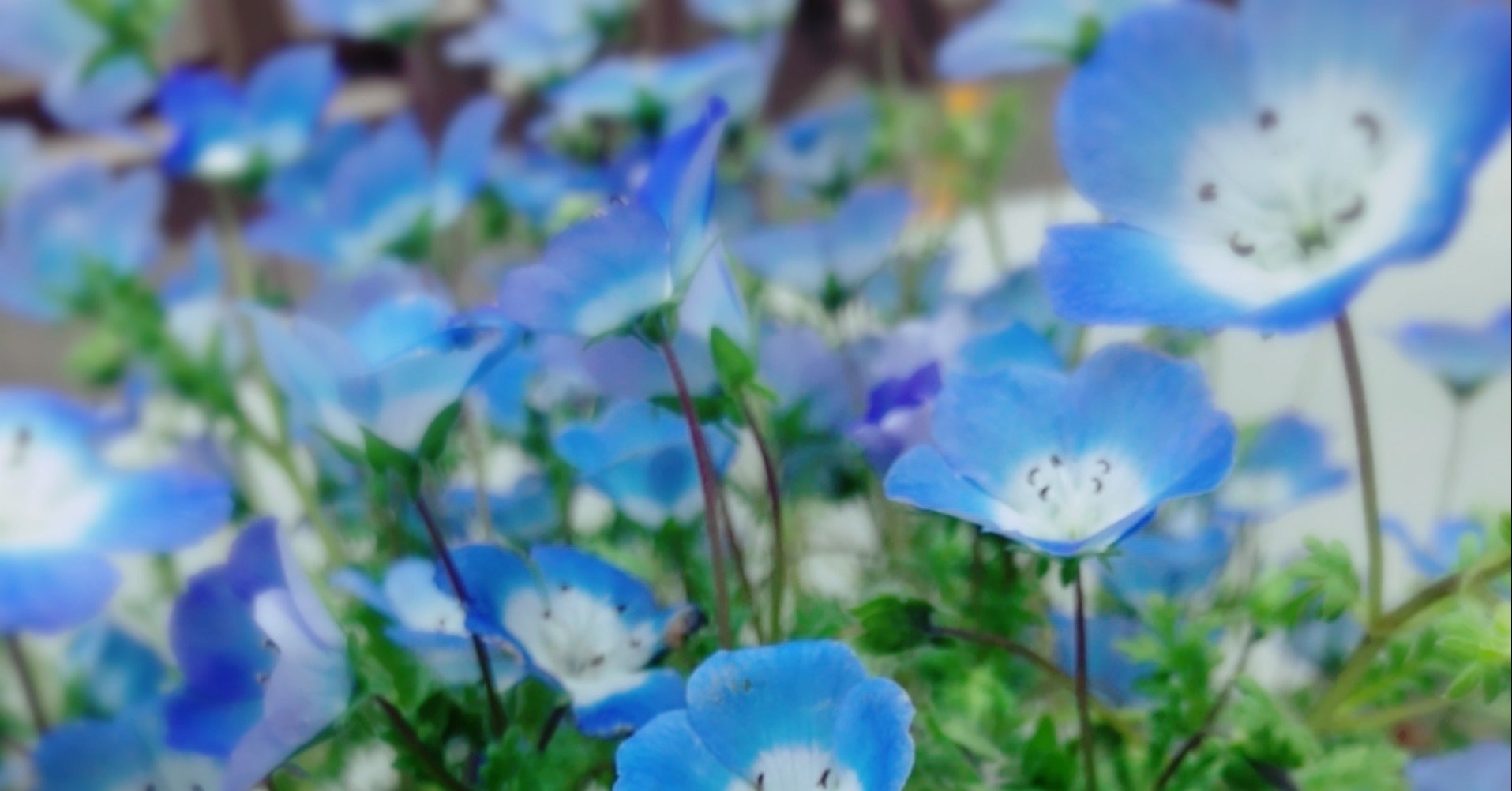 ネモフィラの咲き終わるころに 笹川 翠 Note