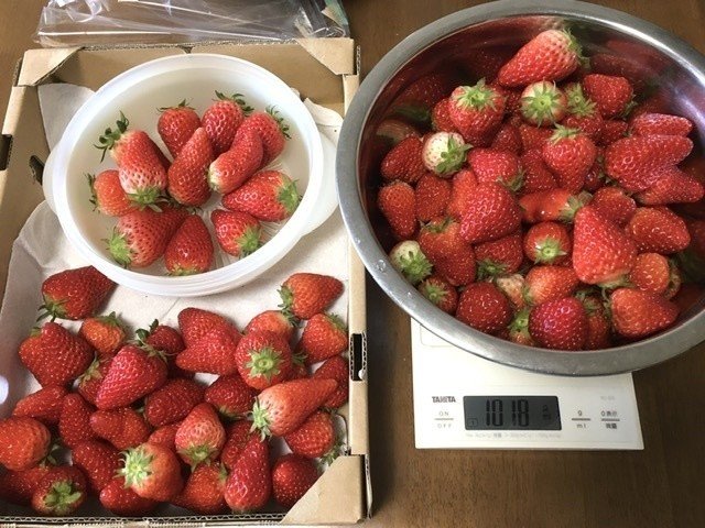 消費応援 いちご食べくらべランキング 管理栄養士erika Note