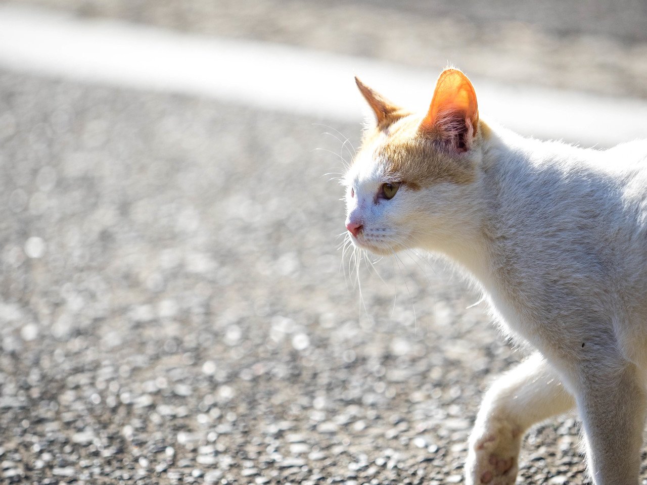 ねこ写真 色々 壁紙にどうぞ Hiro Morioka Note