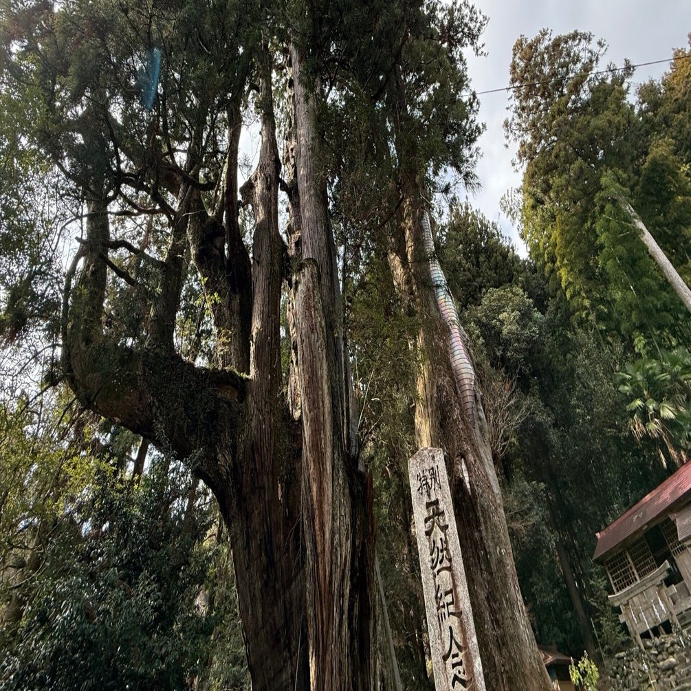 なぜ杉の大杉は、何度訪れても心に残るのか｜リブログ公式｜地域と