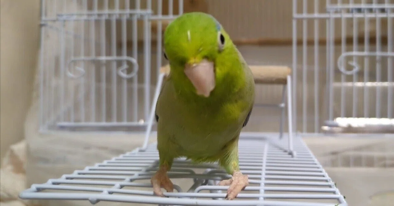 Did we make a little progress? Pacific Parrotlet｜稲生瀬鴉（いのうせあ）