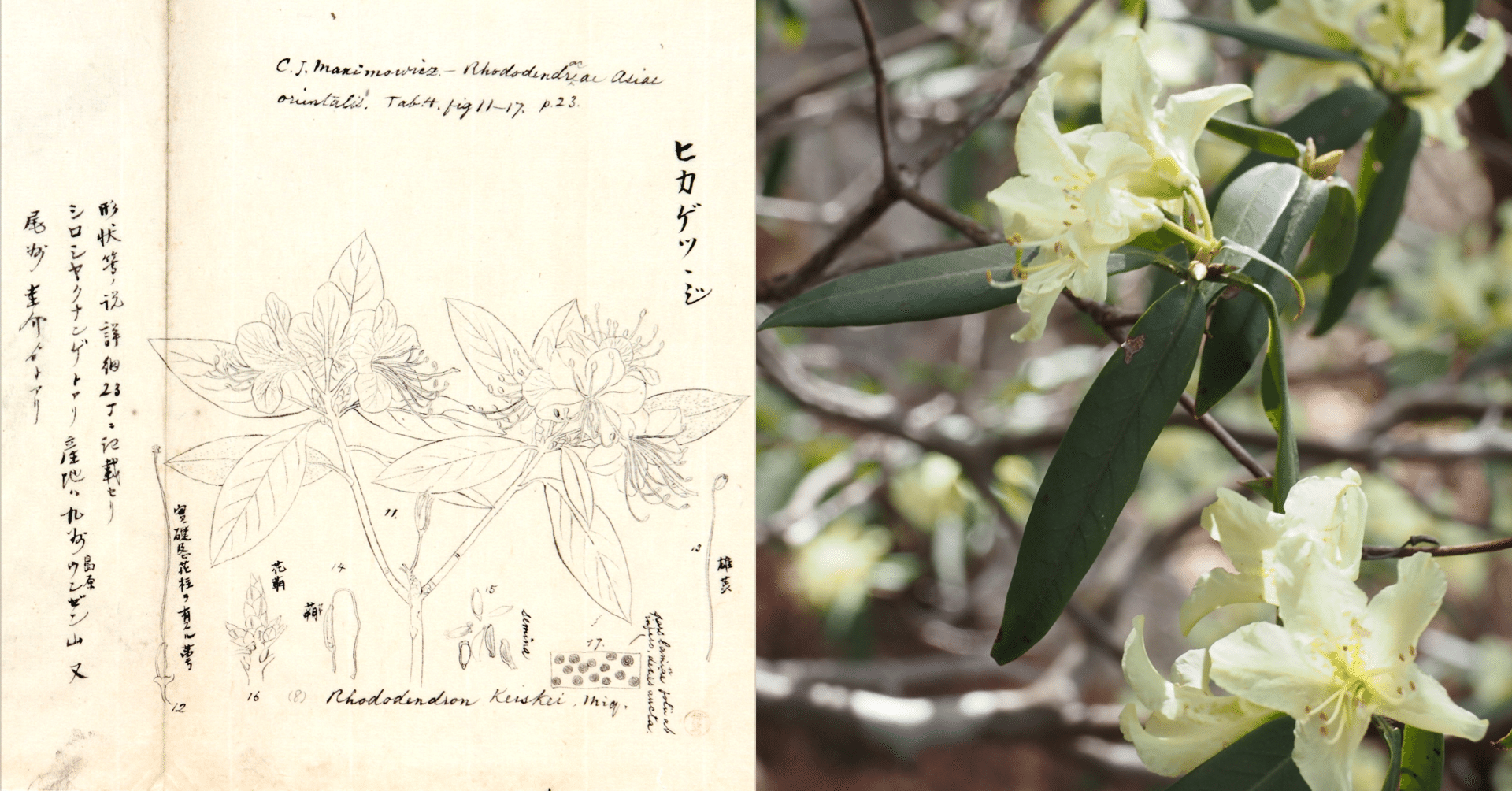 215．本草学から植物学へ 伊藤圭介のツツジ2｜sasayan