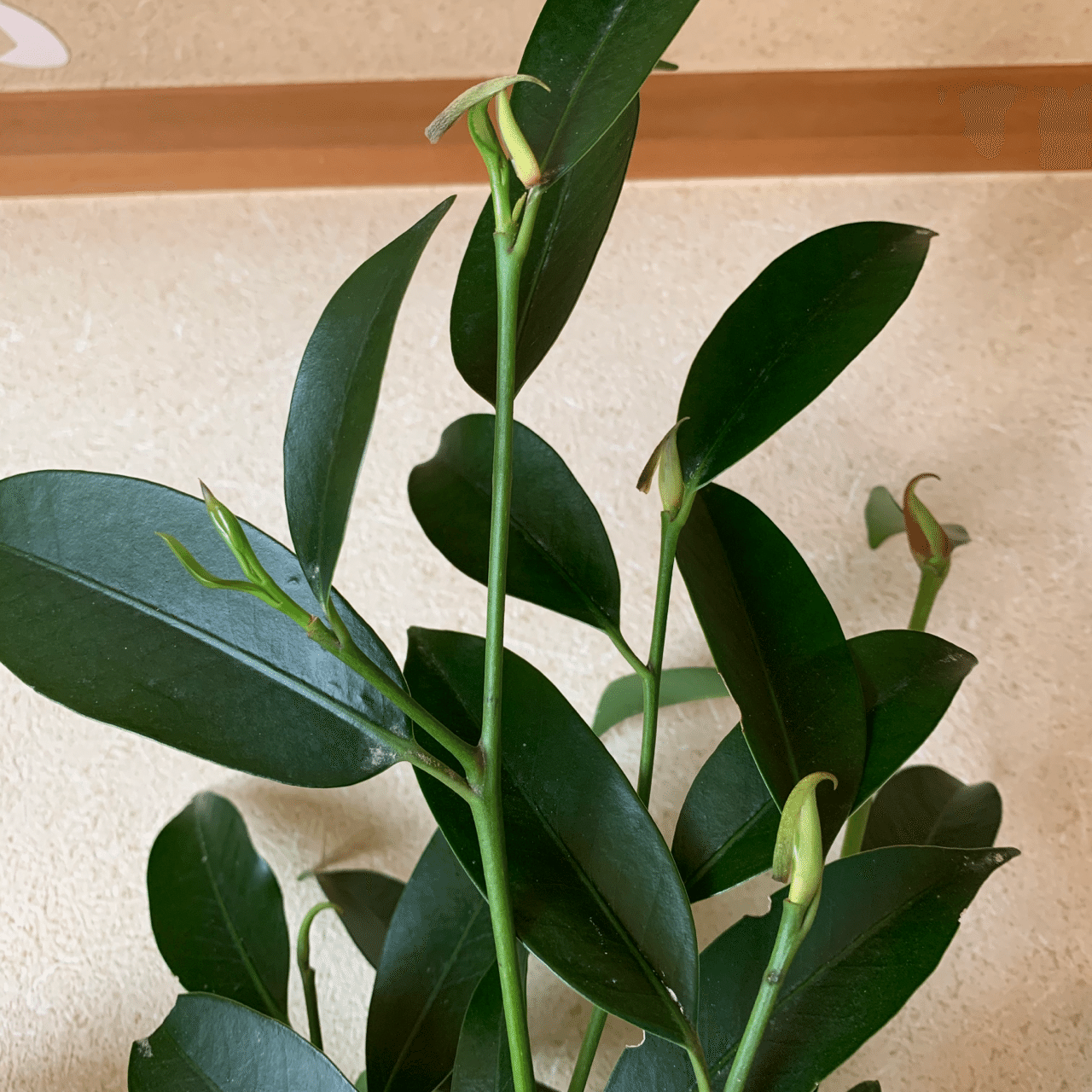 植物のある生活 千種 祐香 Note