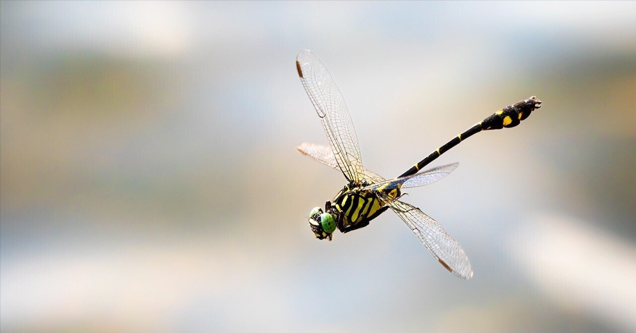 寄稿】トンボを撮りにいこう！〜トンボを被写体にした作品づくりの楽し