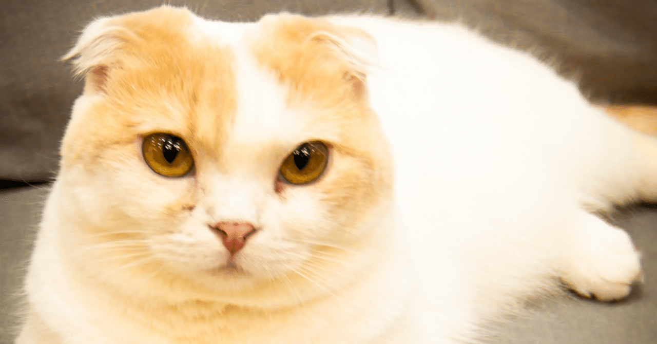 猫カフェ フォトカフェ｜tomo tomo