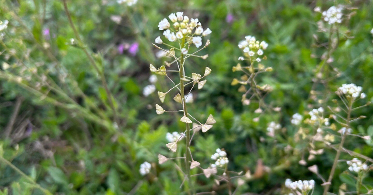 ぺんぺん草は美味しい｜ゆたし