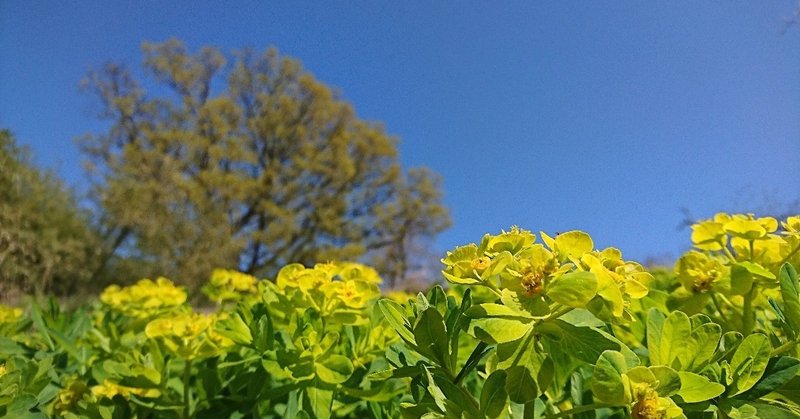 自分にできる最善を尽くせばOK🌸🌸【おうし座♉オンリー占い】4月30日(木)