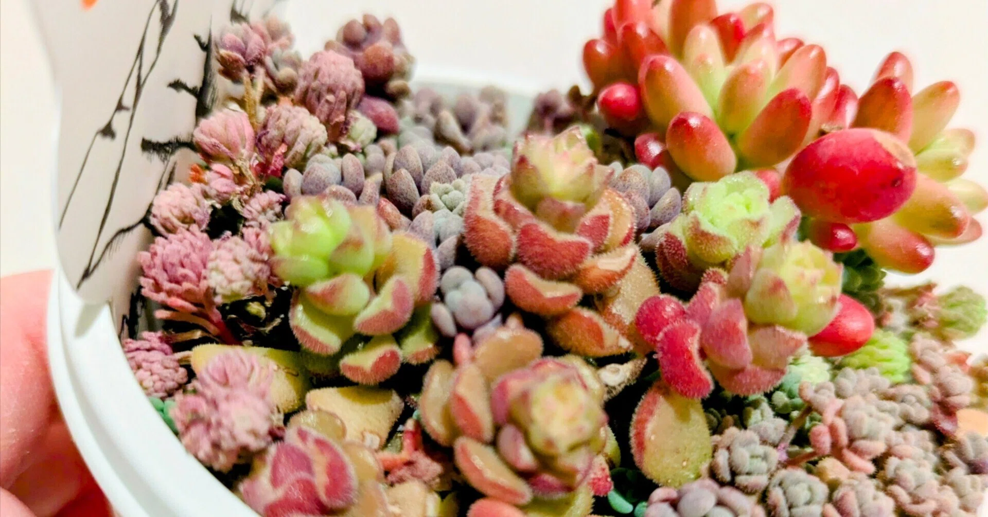 保存版】多肉植物を枯らさない！タイプ別・季節別のお手入れガイド｜そよ