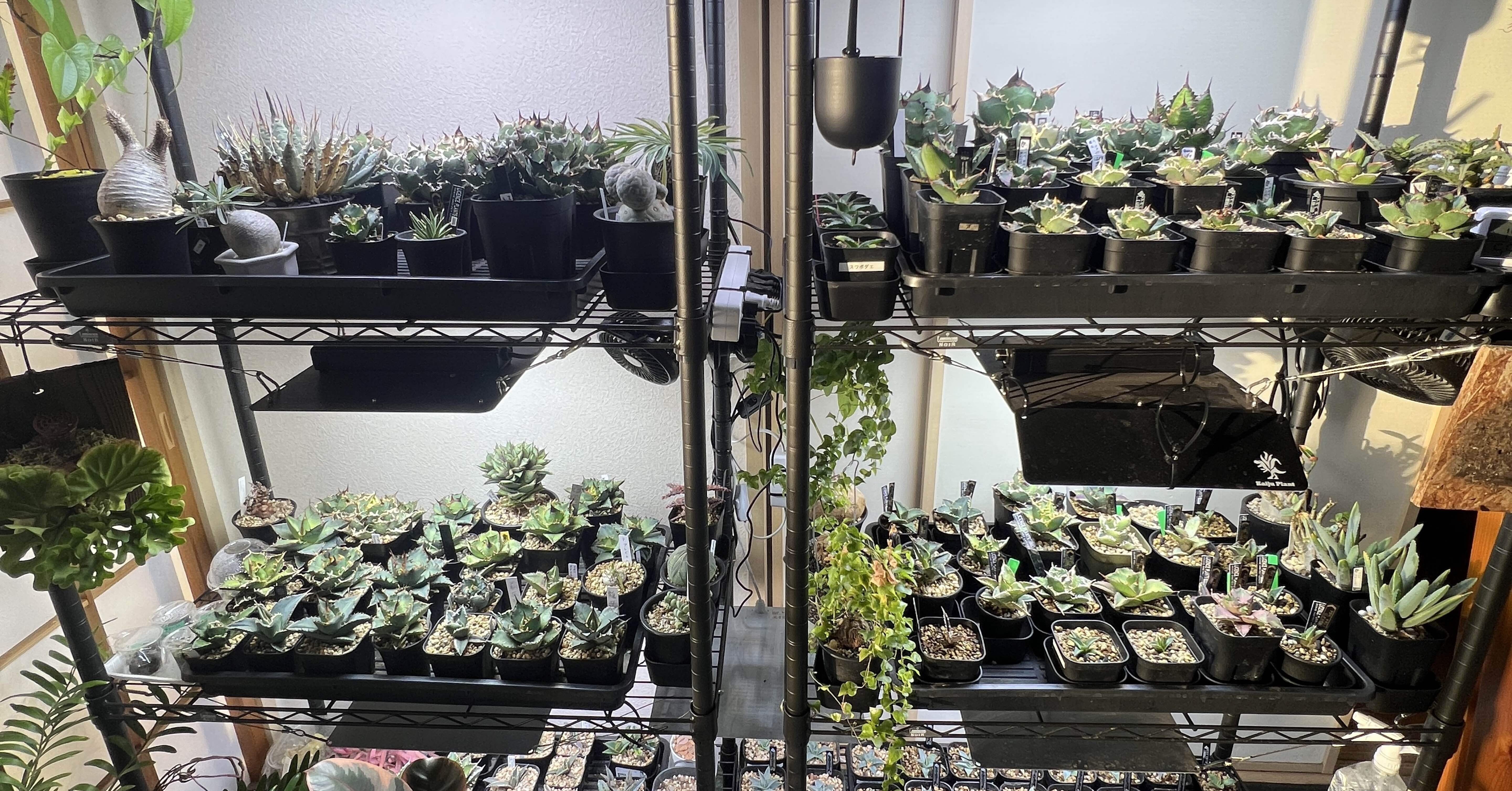 アガベ ネームド勝手にレア度ランキング150｜mare_agave