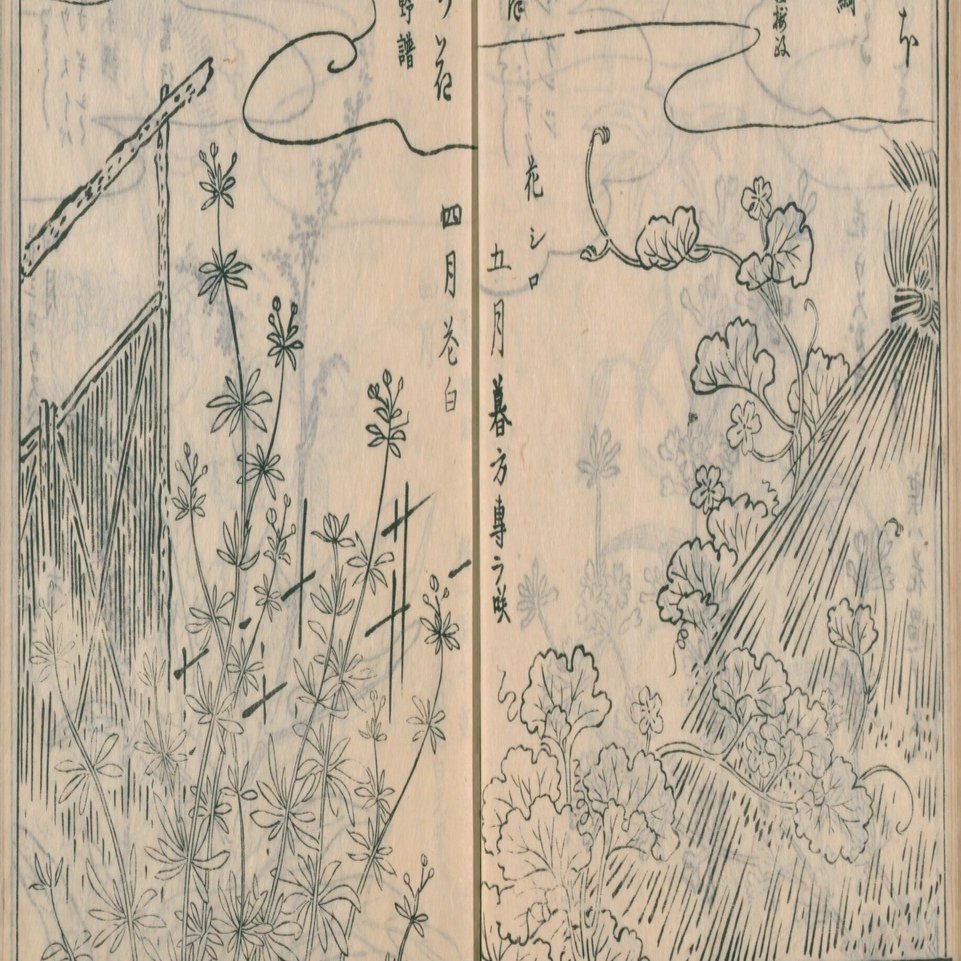 希少　⚜️工房むくの木⚜️　　　トレー　作家　　草花 無駄を削ぎ落とした器に、 伸びやかに描かれる線。 花は語らず、 空間