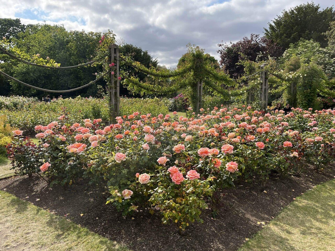 フェントン　バスケット　ローズガーデン フェントン バスケット ローズガーデン 最近大好きなフェントン