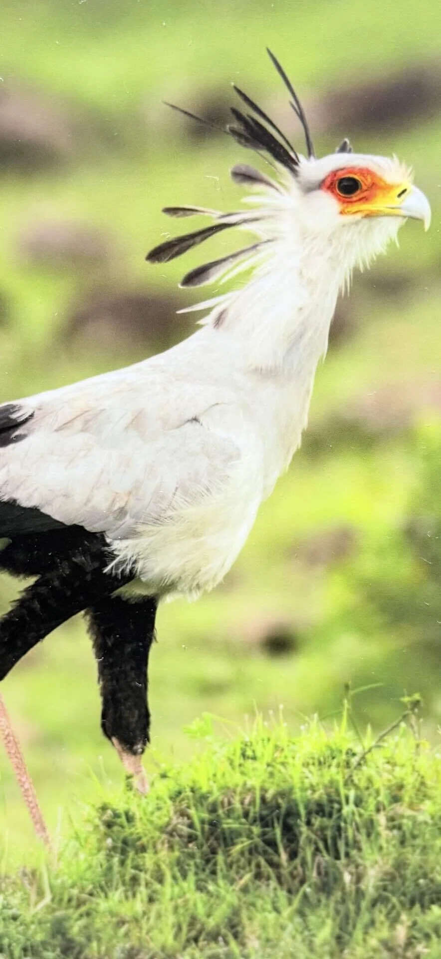 EXPO 2025 『南スーダン』 パビリオン展示の動物写真の世界