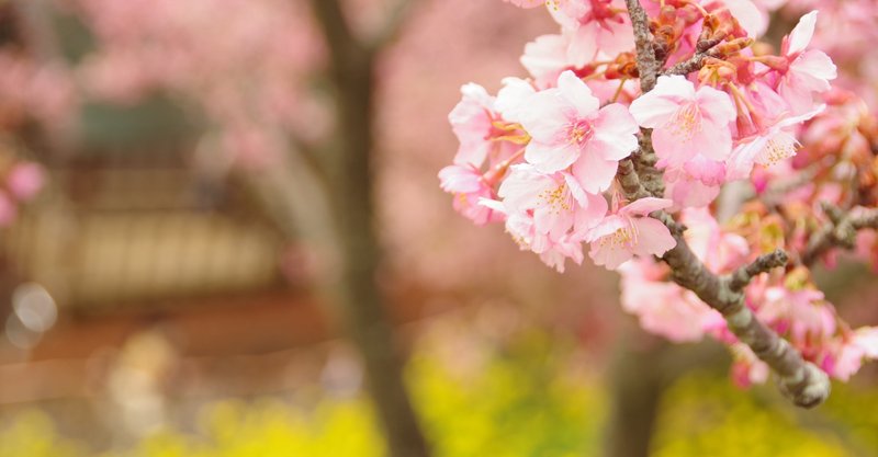 5月の蟹座の運勢 しいたけ占いのしいたけ 5月の蟹座の運勢 しいたけ占いのしいたけ