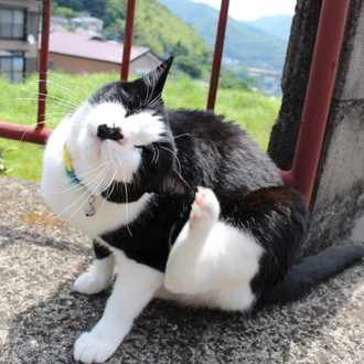 猫アレルギーでも猫は飼える ゆま Note