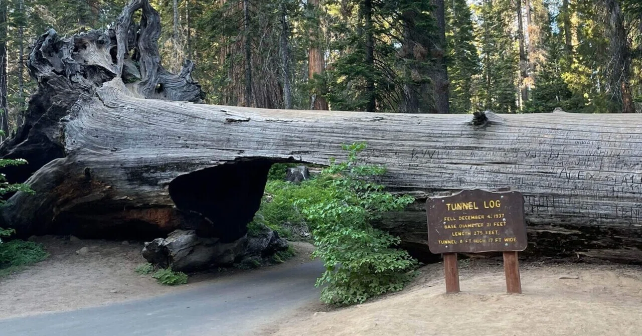 セコイア＆キングズキャニオン国立公園【Sequoia National Park