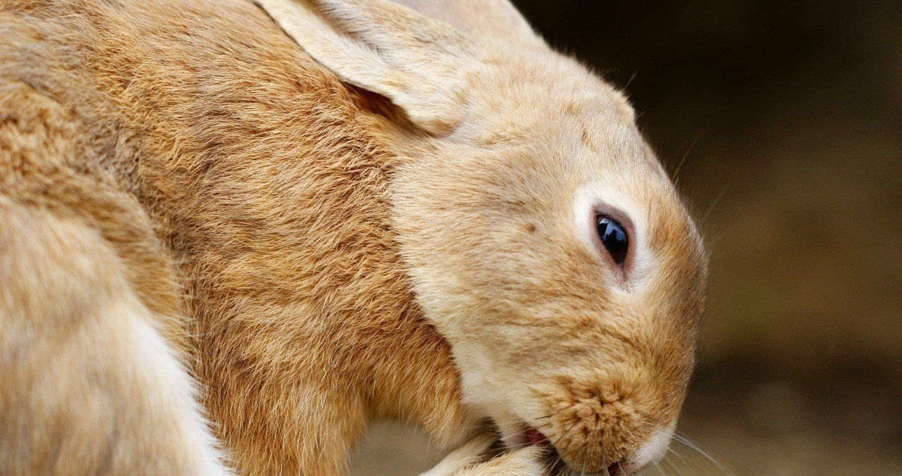 ウサギはなぜ鼻をヒクヒクさせているのか たにみち Note ウサギはなぜ鼻をヒクヒクさせているのか たにみち Note