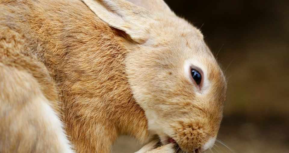 ウサギはなぜ鼻をヒクヒクさせているのか みっちー Note