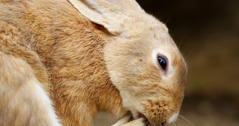 ウサギはなぜ鼻をヒクヒクさせているのか たにみち Note