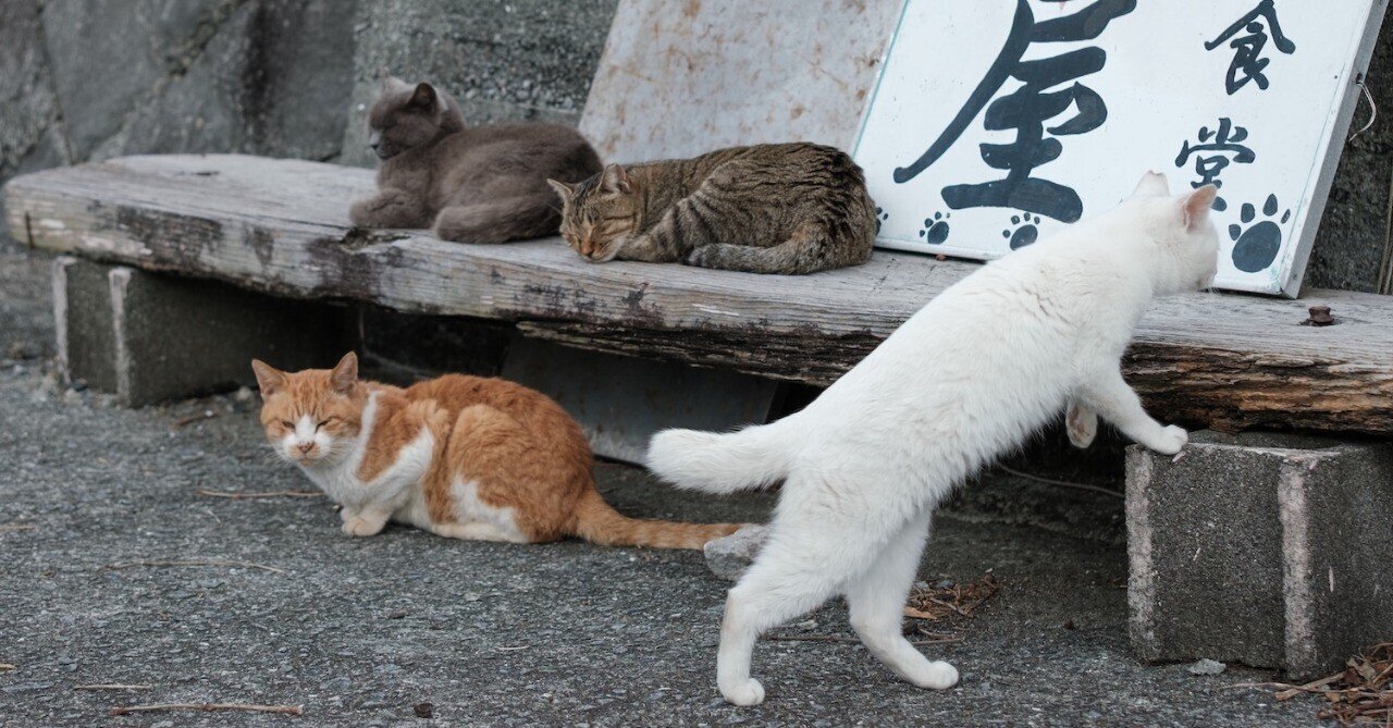 猫島ざっくり紹介 熊本県「湯島」｜猫写真家 あおいとり