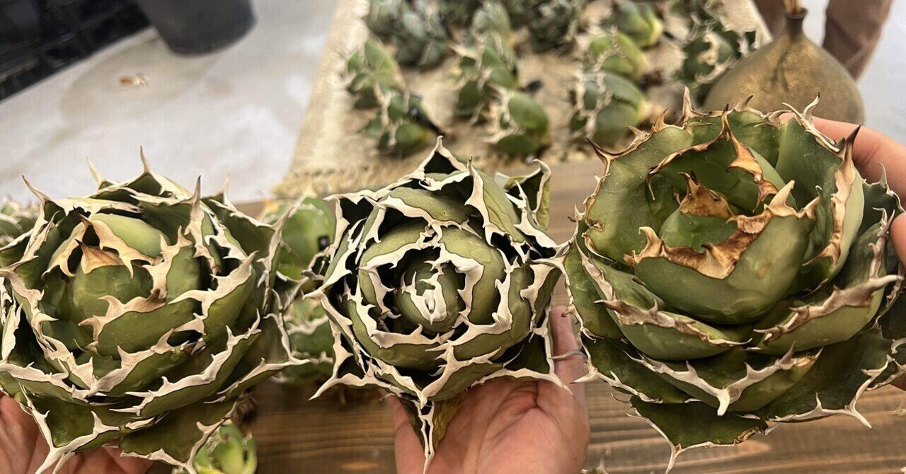 アガベ イラン株 勝手にレア度ランキング50｜mare_agave