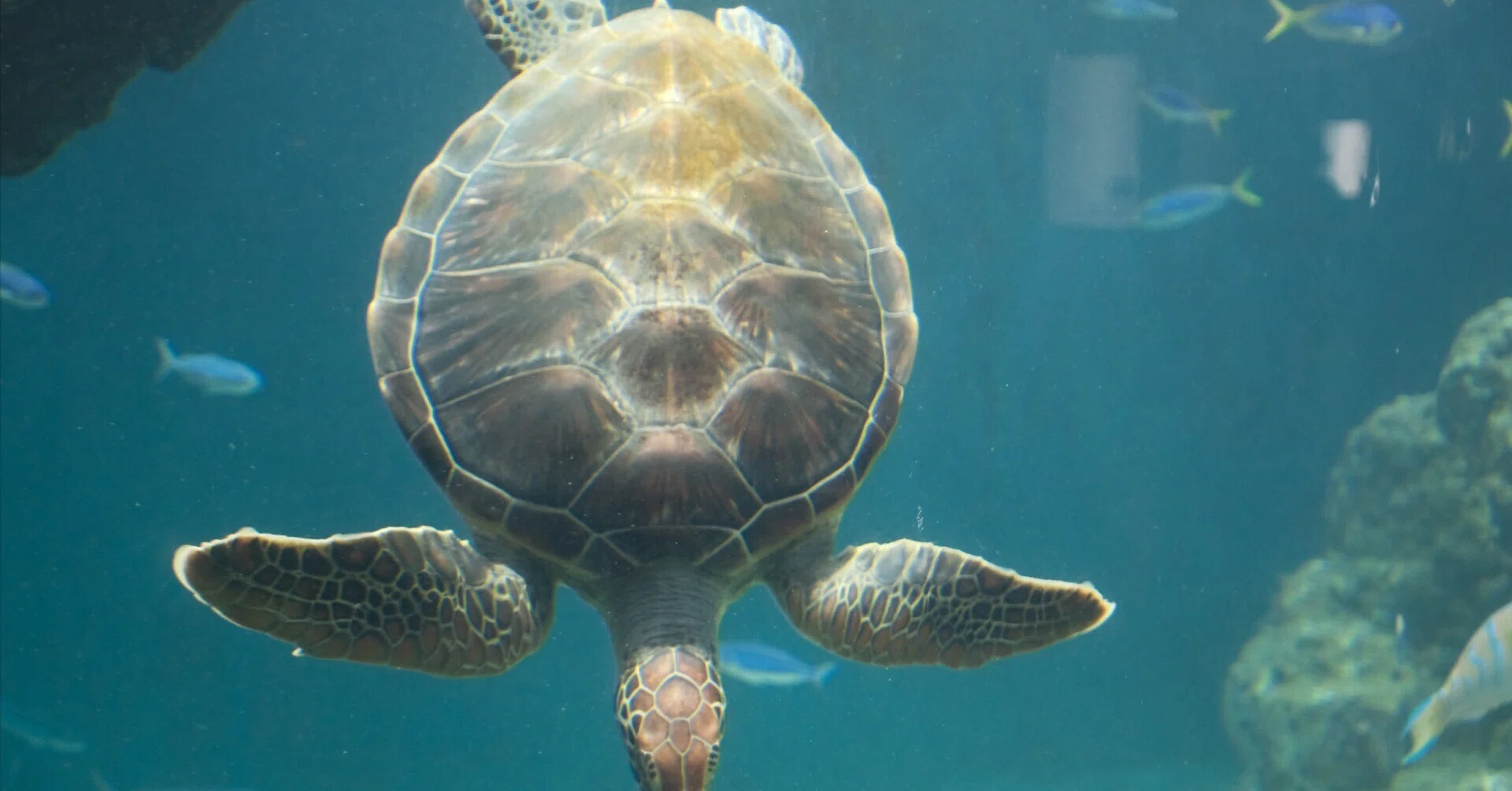 53.葛西臨海水族園 SIGMA16-300｜残すなら旅の写真を｜MAI