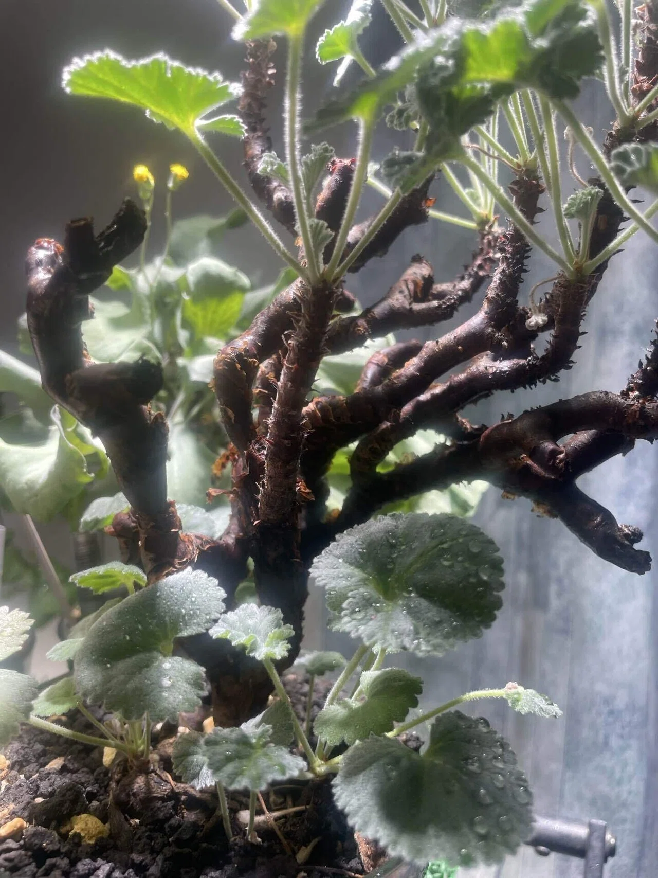 塊根植物育成その③ ペラルゴニウムミラビレ｜コーデックス ファン