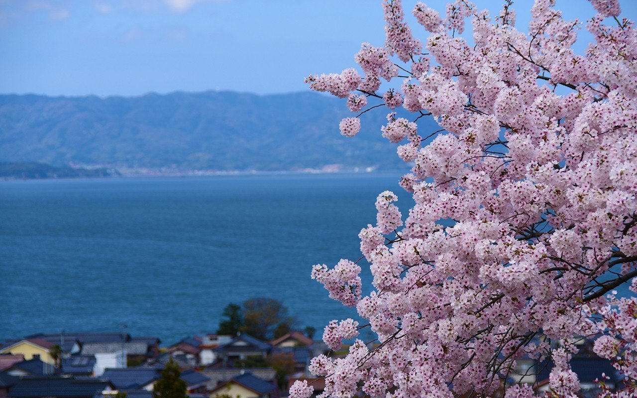 桜sakura_G