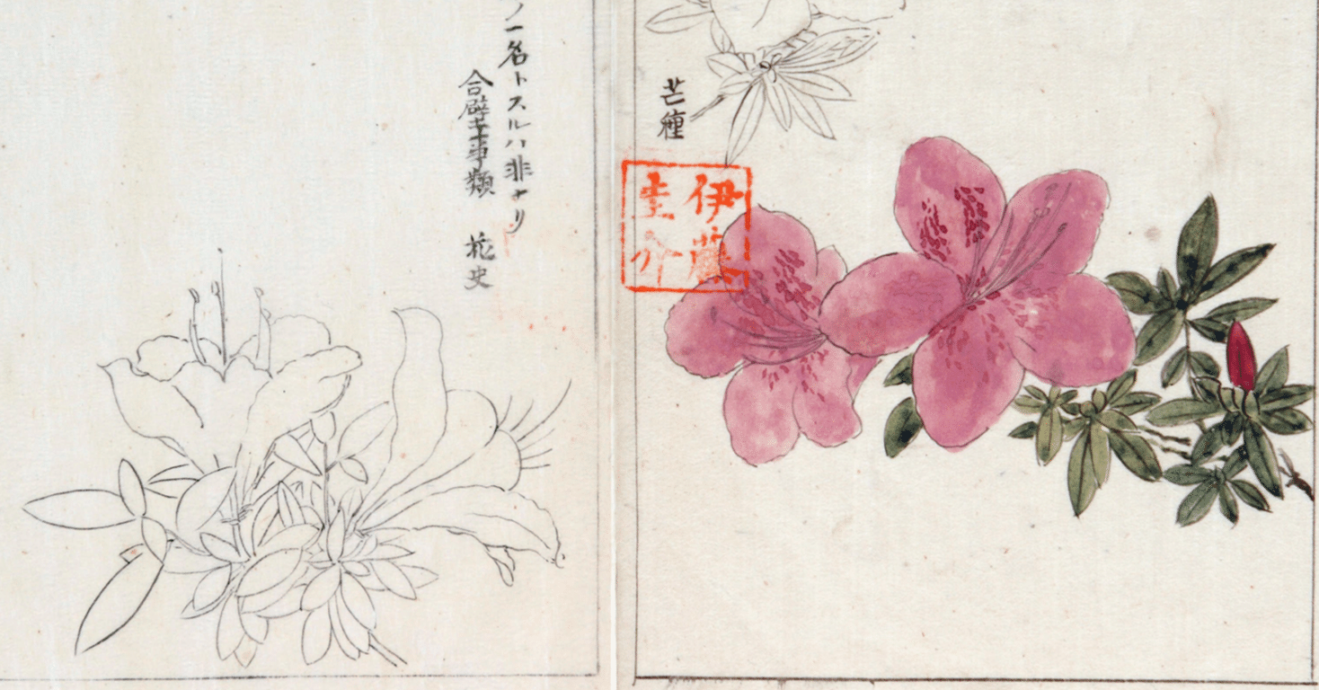 217．本草学から植物学へ 伊藤圭介のツツジ4｜sasayan