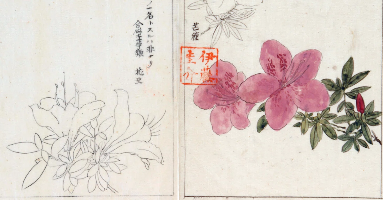 作者不詳/初夏花図/ツツジ/掛軸/名家伝来/K-357　J 217．本草学から植物学へ 伊藤圭介のツツジ4｜sasayan