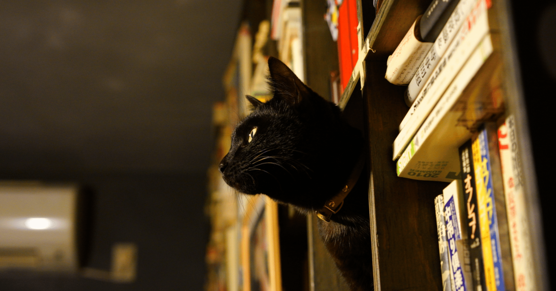 1分で読める大学受験で使う国語常識文学史メモ｜高田